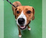Small #6 Beagle Mix