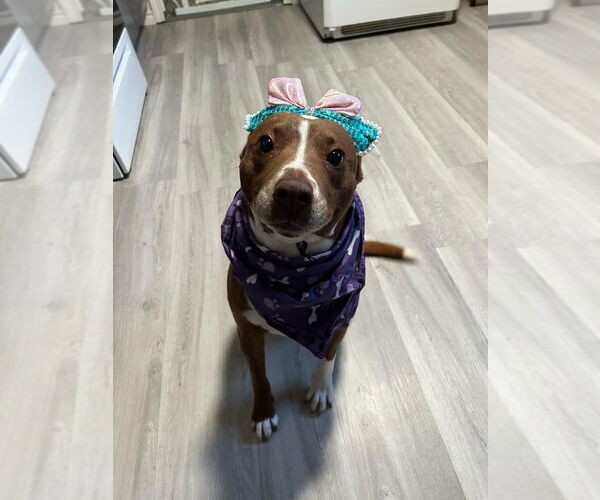 Medium Photo #3 Mutt Puppy For Sale in FRAMINGHAM, MA, USA