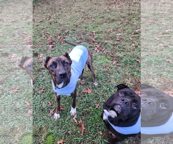 Medium Photo #4 Mutt Puppy For Sale in Shreveport, LA, USA