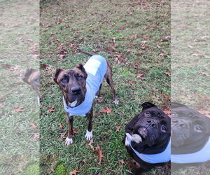 Stanley - Male Mutt Dog for Adoption - Photo #4