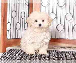 Poodle (Miniature) Puppy for sale in NAPLES, FL, USA