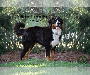 Father of the Bernese Mountain Dog puppies born on 09/02/2023