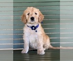 Puppy Blue Double Doodle