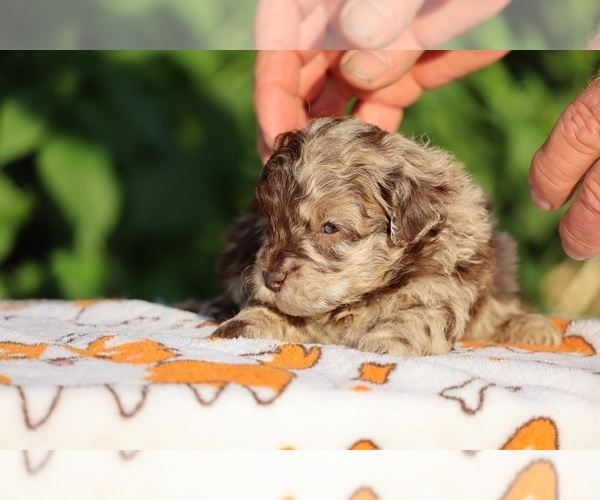 Medium Photo #2 ShihPoo Puppy For Sale in DYERSBURG, TN, USA