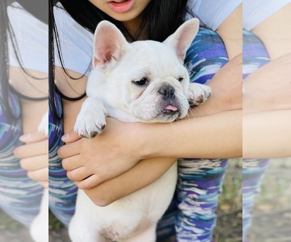 Medium Photo #13 French Bulldog Puppy For Sale in FREMONT, CA, USA