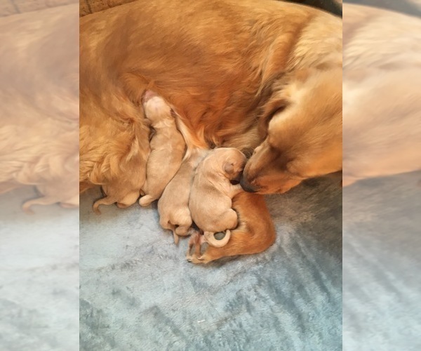 Medium Photo #9 Golden Retriever Puppy For Sale in NUNN, CO, USA