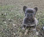 Puppy Puppy 2 French Bulldog