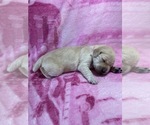 Small Photo #12 Goldendoodle Puppy For Sale in MORENO VALLEY, CA, USA