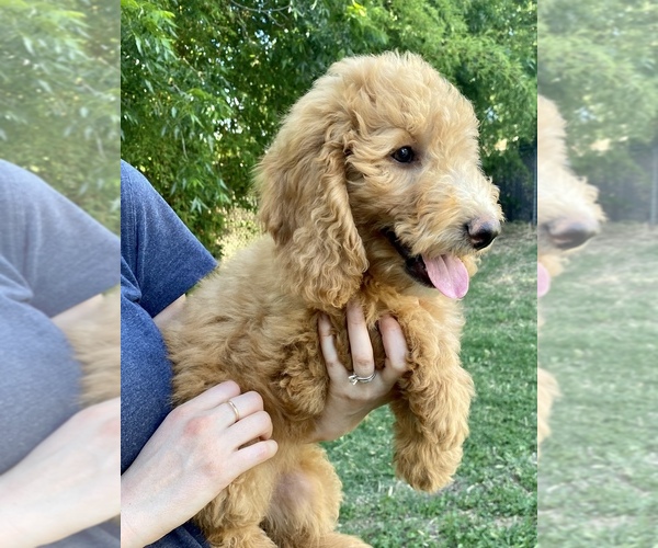Medium Photo #3 Goldendoodle Puppy For Sale in CORNING, CA, USA