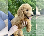 Small Photo #3 Goldendoodle Puppy For Sale in CORNING, CA, USA