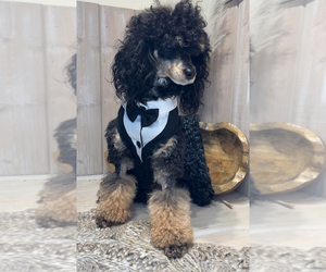 Father of the Poodle (Miniature) puppies born on 02/05/2025