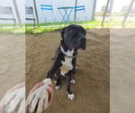 Small #3 American Pit Bull Terrier