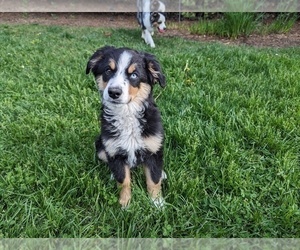 Miniature Australian Shepherd Puppy for sale in COLLEGE PLACE, WA, USA