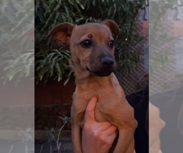 Medium Photo #6 Mutt Puppy For Sale in Arlington, WA, USA