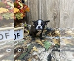 Small Photo #9 Boston Terrier Puppy For Sale in MYRTLE, MO, USA