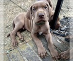 Puppy Hunter Great Dane