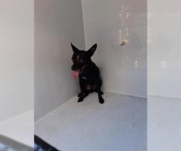 Medium Photo #1 Chihuahua Puppy For Sale in Houston, TX, USA