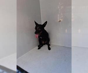 Chihuahua Dogs for adoption in Houston, TX, USA