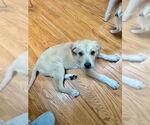 Small #9 Lab-Pointer