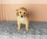 Puppy Brooks Golden Cavadoodle