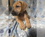 Small Great Dane