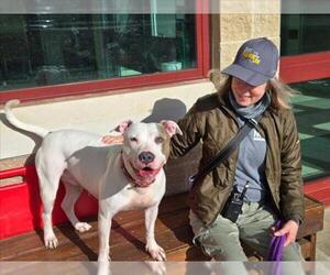 Bull Terrier-Unknown Mix Dogs for adoption in Derwood, MD, USA