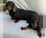 Small #1 Dachshund