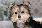 Small Photo #2 Morkie Puppy For Sale in MOUNT VERNON, OH, USA
