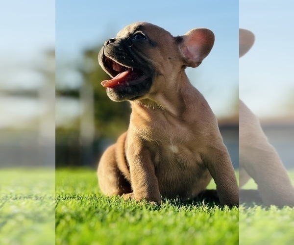 Medium Photo #23 French Bulldog Puppy For Sale in CHATTANOOGA, TN, USA