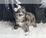 Small #7 Goldendoodle (Miniature)
