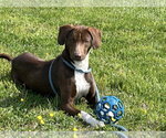 Small #4 Labrador Retriever Mix