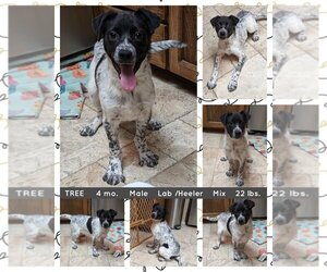 Labrador Retriever-Unknown Mix Dogs for adoption in Mesa, AZ, USA