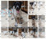 Small Photo #1 Labrador Retriever-Unknown Mix Puppy For Sale in Mesa, AZ, USA