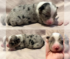 Miniature Australian Shepherd Puppy for sale in BROOKER, FL, USA