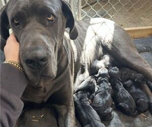 Great Dane Litter for sale in INDEPENDENCE, VA, USA