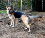Small #3 German Shepherd Dog