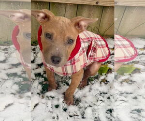 American Pit Bull Terrier-Unknown Mix Dogs for adoption in Germantown, OH, USA