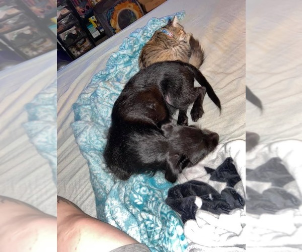 Medium Photo #5 Mutt Puppy For Sale in Escondido, CA, USA