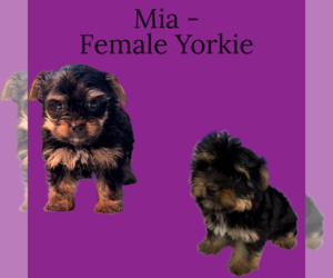Yorkshire Terrier Puppy for sale in AZLE, TX, USA