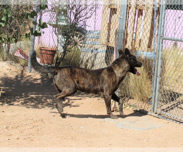 Medium Photo #14 Dutch Shepherd -Unknown Mix Puppy For Sale in Apple Valley, CA, USA