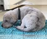 Small #4 Great Dane