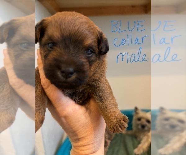 Medium Photo #54 Poocan Puppy For Sale in FAIR OAKS, CA, USA