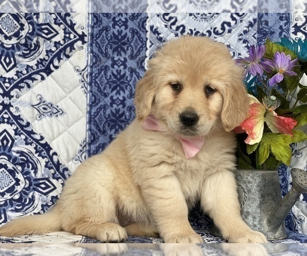 Medium Photo #5 Golden Retriever Puppy For Sale in LANCASTER, PA, USA