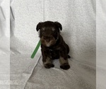 Small #1 Schnauzer (Miniature)
