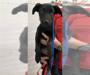 Labrador Retriever-Unknown Mix Dogs for adoption in San Bernardino, CA, USA