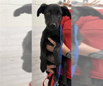 JULIET - Female Labrador Retriever-Unknown Mix Dog for Adoption - Small photo