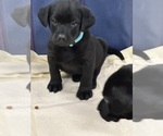 Puppy Light Blue Labrador Retriever