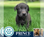 Small #1 American Pit Bull Terrier-Labrador Retriever Mix