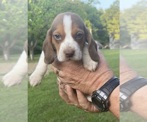 Beagle Puppy for sale in ROBBINS, TN, USA