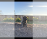 Small Photo #2 Mastiff Puppy For Sale in ARTOIS, CA, USA